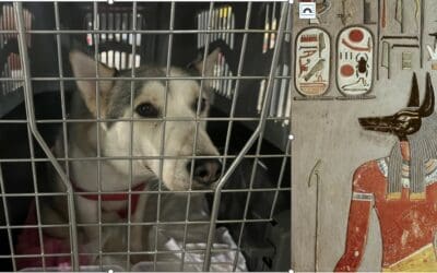 Dogs in Ancient Egypt: Cherished in Antiquity, Abused Today.