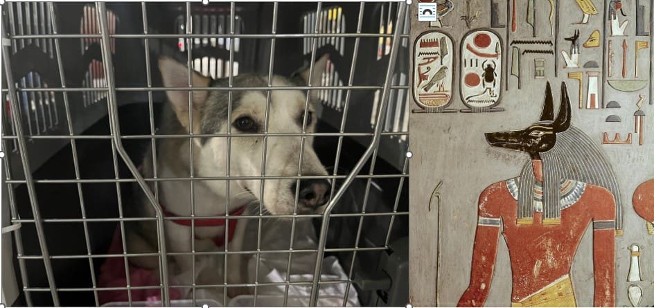 Dogs in Ancient Egypt: Cherished in Antiquity, Abused Today.