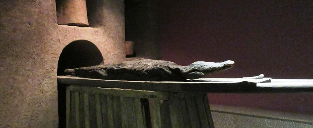 Crocodile Mummies